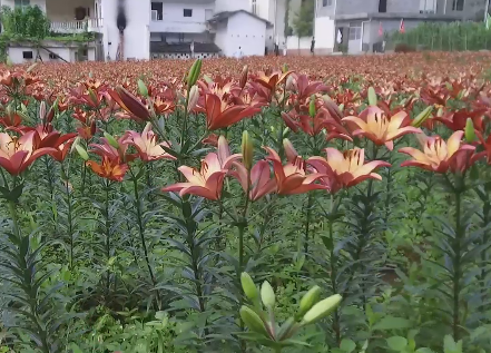 �����(zh��n)�׌á��ٺϻ���(ji��)���_Ļ��