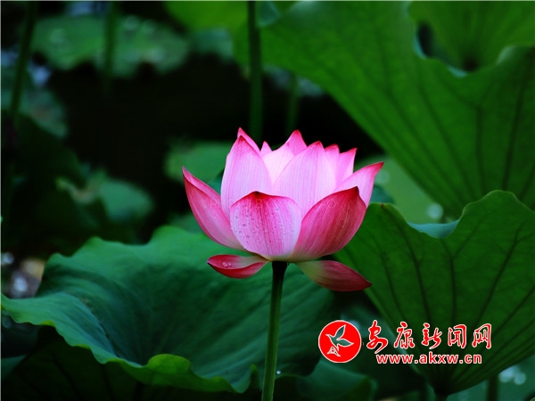 ƽ���������������Íu�Ϻɻ��_