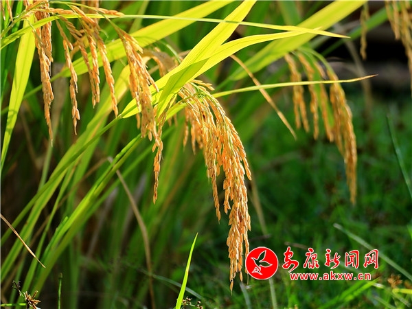 �l(xi��ng)����@�S�վ�