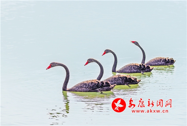 �����h���W(w��ng)�t�������Z�����Lӛ