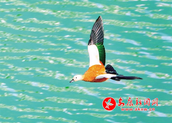 ʯȪ������ˮů����֪