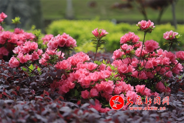 ����ֲ��@���N��ʢ�_