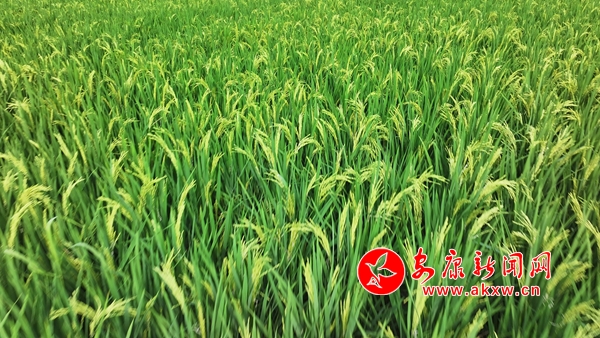 ����P(y��ng)�� �S������