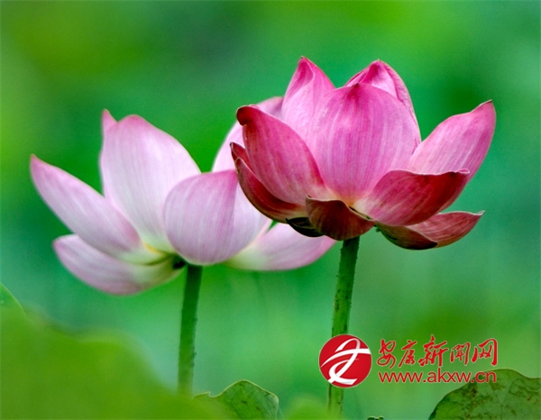 ����ߺ��_