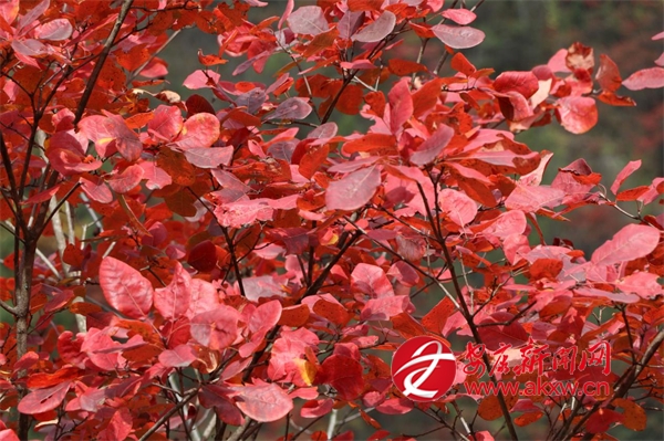 ��s���(y��ng)�p�t�~