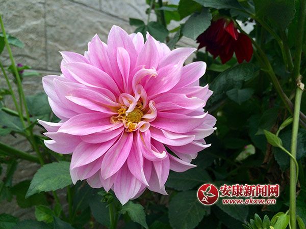 �r(n��ng)���T(m��n)ǰһ֦��--ƽ��