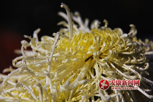 9���ջ���������ʢ�_�����������������Ƣ������ӭ�L(f��ng)ŭ����׿Ȼ���������S�ٻ�ͬ�������c�ٻ����������c�������s�����c�ĺɠ��G