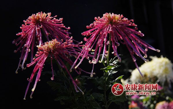 2���ջ���ʒɪ�����L(f��ng)�Џ��㣬׌���c����ļ���(ji��)���ˎ׷������͜�������ɫ�ջ��_�û��F�\�������涷�G��׌���p�Đ�Ŀ���ĕ�������