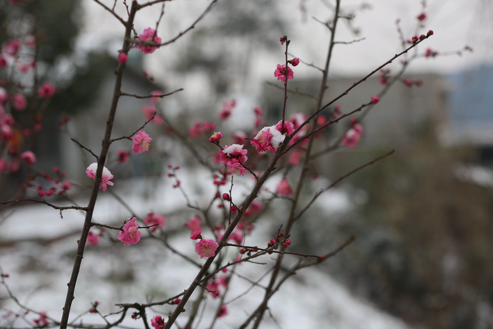 ������ѩ