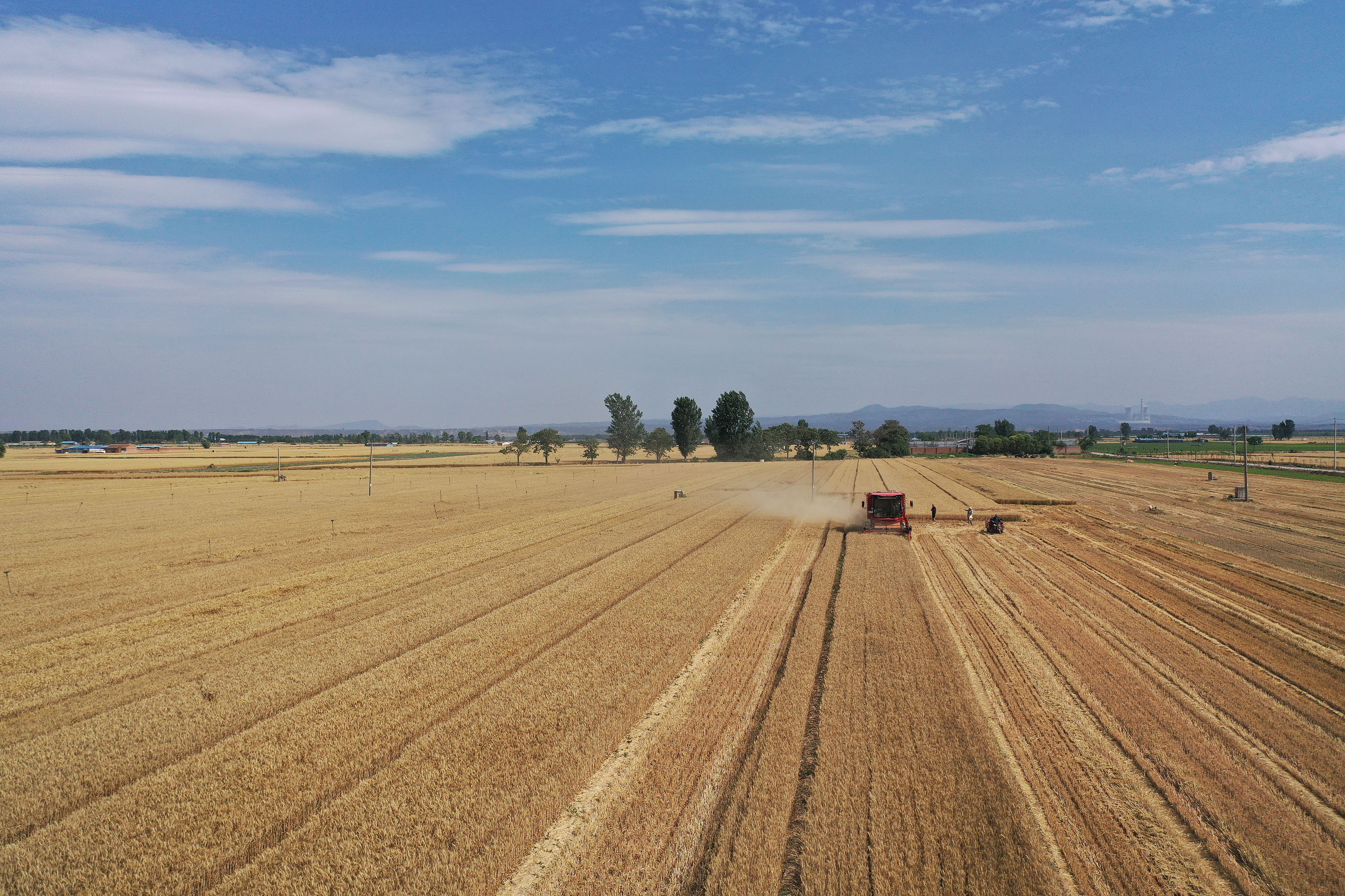 2025年6月3日，河南焦作，溫縣黃河街道灘王莊村農(nóng)民駕駛收割機收獲小麥。