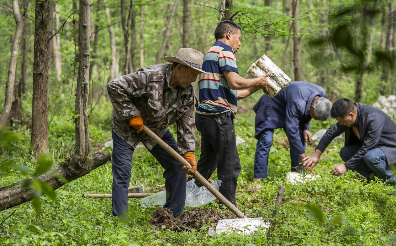 2025年4月16日，江西新余，仙女湖區(qū)河下鎮(zhèn)花園村林場(chǎng)，人們正在搬運(yùn)、栽植靈芝菌棒。